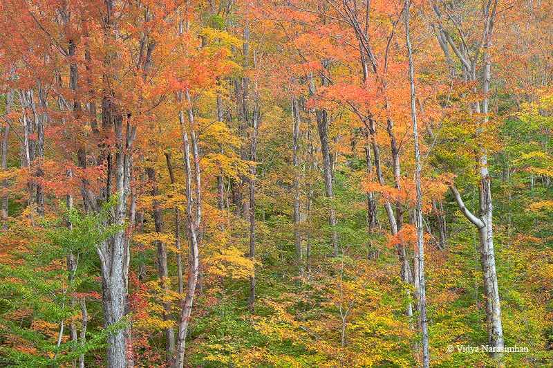 autumnal palette.jpg